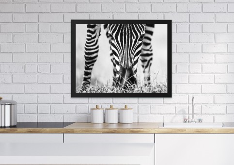 Tableaux personnalisés  portrait de zà¨bre