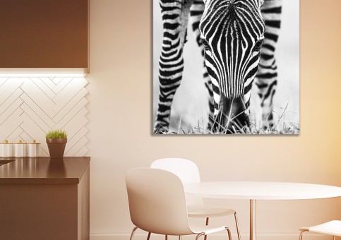 Tableaux personnalisés  portrait de zà¨bre