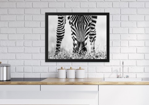 Tableaux personnalisés  portrait de zà¨bre