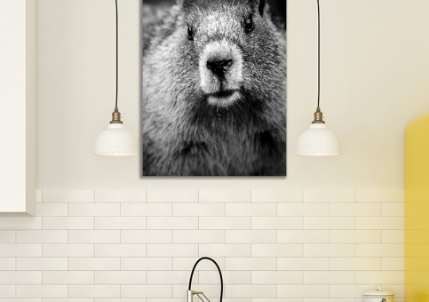 Tableaux personnalisés  Portrait de marmotte