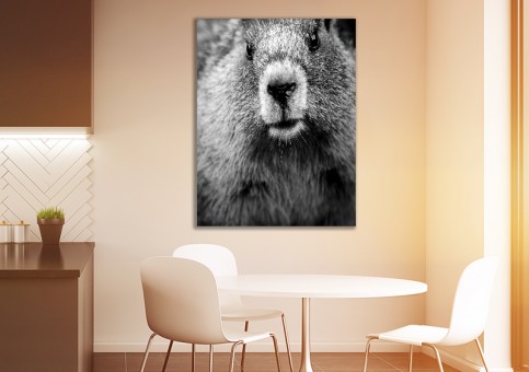 Tableaux personnalisés  Portrait de marmotte