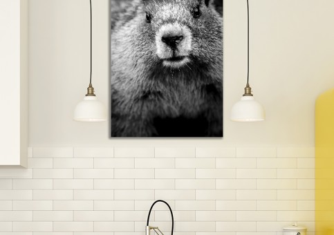 Tableaux personnalisés  Portrait de marmotte
