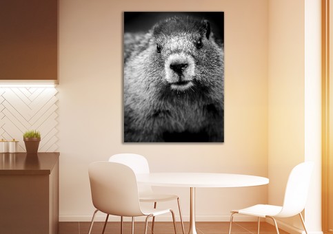 Tableaux personnalisés  Portrait de marmotte