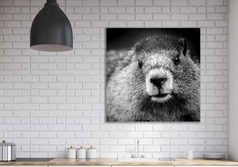 Tableaux personnalisés  Portrait de marmotte