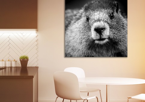 Tableaux personnalisés  Portrait de marmotte