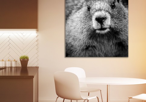 Tableaux personnalisés  Portrait de marmotte