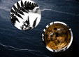 Dessous de verre Fougà¨re