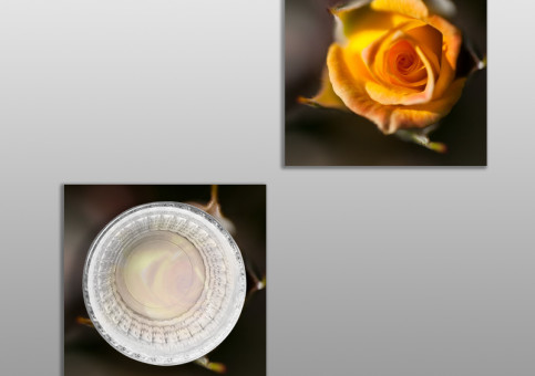 Dessous de verre Rose jaune en bouton