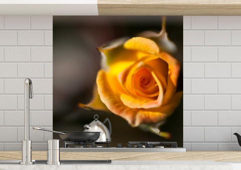 Crédence Rose jaune en bouton