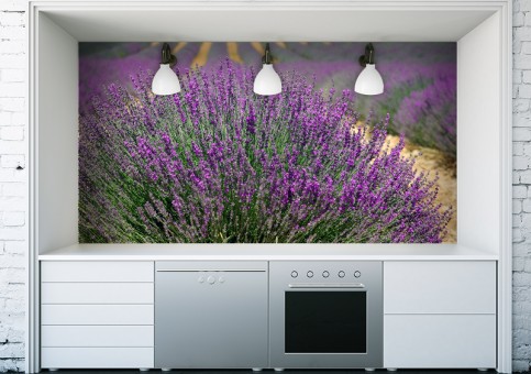  Lavender