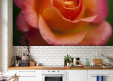 Habillage mural Rose orangée