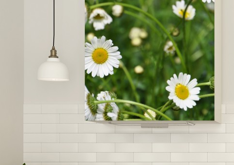 Magnet XXL Marguerites