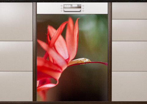 Magnet XXL Fleur de Cactée