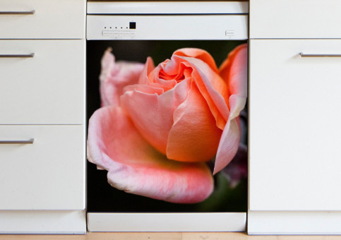 Magnet XXL Rose rose 2