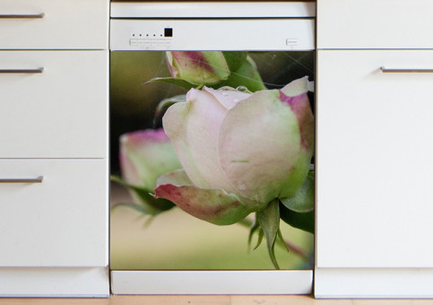 Magnet XXL Rose Pierre de Ronsart 2015