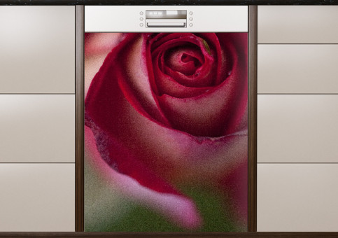 Magnet XXL Rose Rose