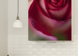 Magnet XXL Rose Rose