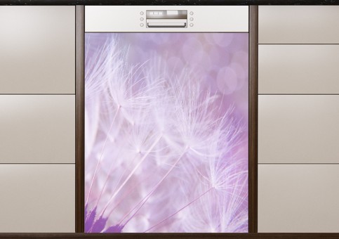 Purple dandelion