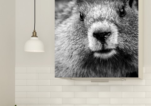 Magnet XXL Portrait de marmotte