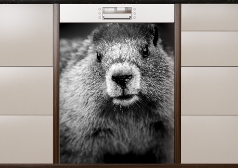 Magnet XXL Portrait de marmotte