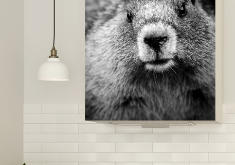 Magnet XXL Portrait de marmotte