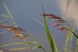 Planche à  découper Herbes folles