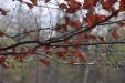 Magnet XXL Branches