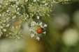 Magnet XXL Coccinelle