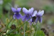 Planche à  découper Violettes