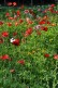 Plinthes personnalisées Coquelicots