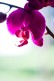 Crédence Orchidée 2