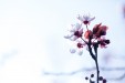 Crédence Fleur de Prunus 1