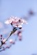 Habillage de porte Fleur de Prunus 2