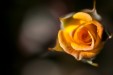 Tableaux personnalisés  Rose jaune en bouton