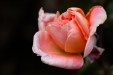 Tableaux personnalisés  Rose rose 2
