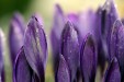 Tableaux personnalisés  Crocus