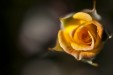 Planche à  découper Rose jaune