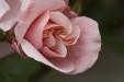 Plateau de table personnalisé Rose pâle