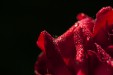 Planche à  découper Rose rouge