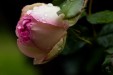 Tableaux personnalisés  Bouton de rose