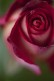 Magnet XXL Rose Rose