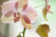 Plateau de table personnalisé Orchidée