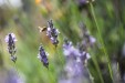 Planche à  découper Les fleurs de la lavande