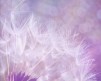  Purple dandelion