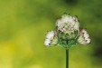 Dessous de verre Fleur 